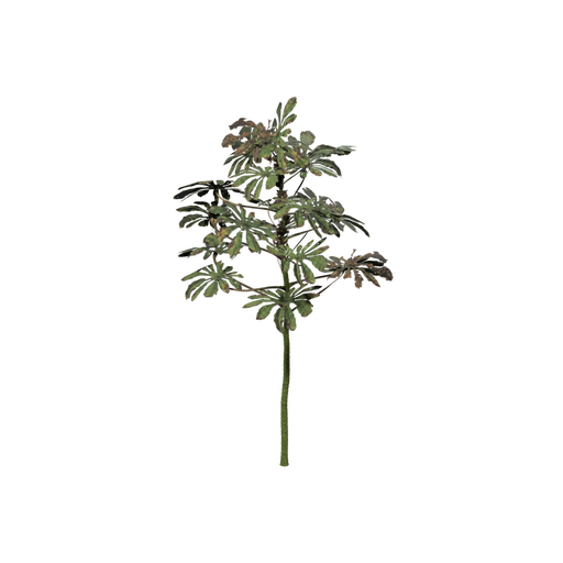 Trumpet Tree Sapling