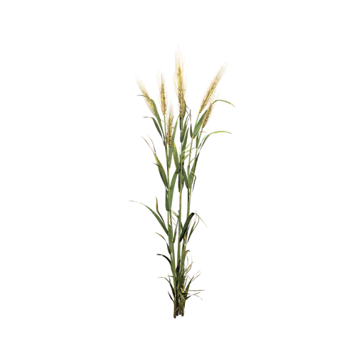 Wheat