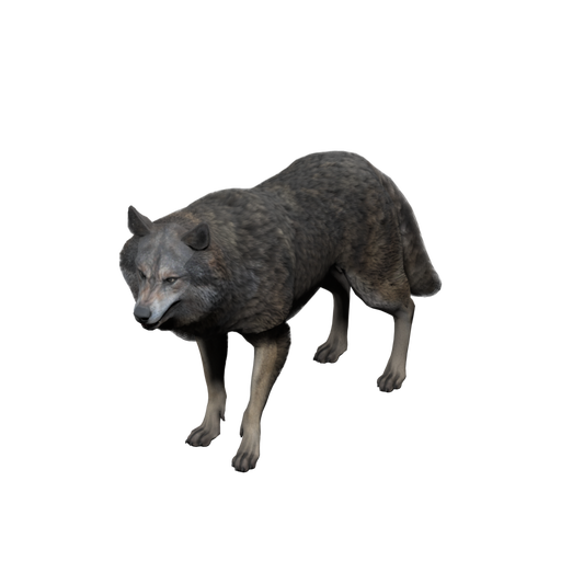 Wolf