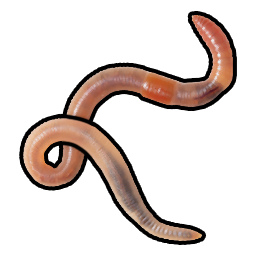 Worm
