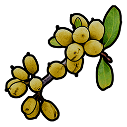 Yellow Berry