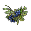 Blue Berry Clone