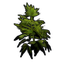 Hemp Clone