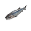 Anchovy
