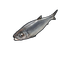 Herring