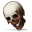 Human Skull